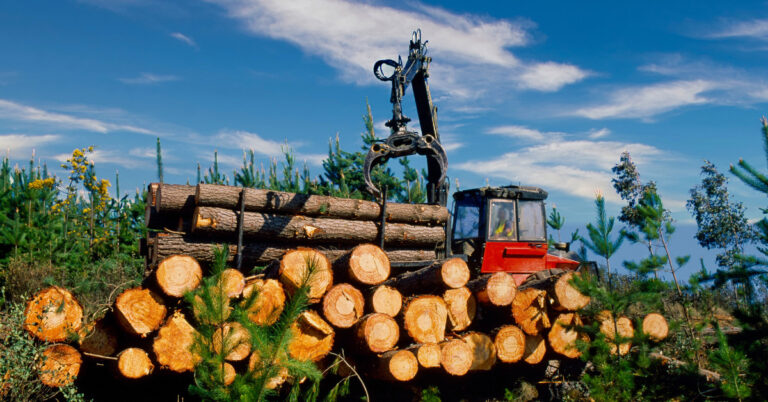 Biomasa Drzewna: Odkryj Korzyści i Zastosowania